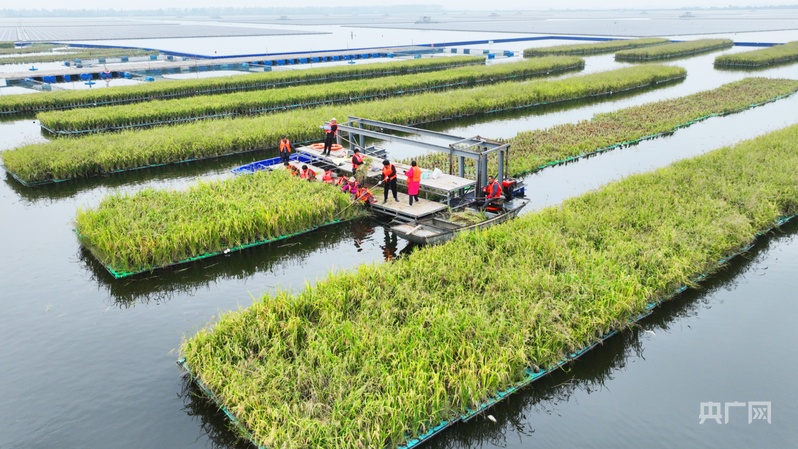 水面变良田 采煤沉陷区治理的“淮南模式”